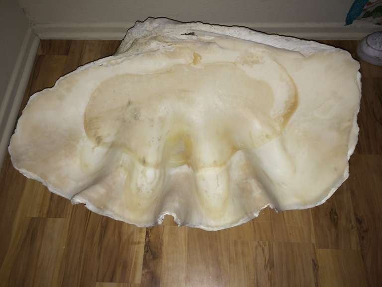 Massive Vintage Clam Shell For Sale 5