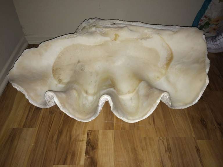 Massive Vintage Clam Shell For Sale 2