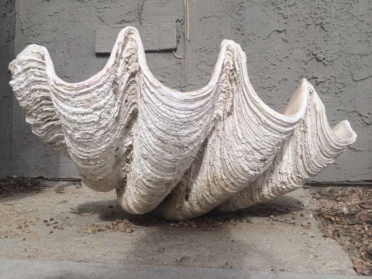 HUGE and fabulous natural clam shell.Pulled out of the South Pacific.Can be drilled and used as a sink or as a decorative bowl...Prehistoric
