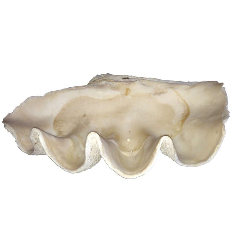 18th Century and Earlier Massive Vintage Clam Shell For Sale