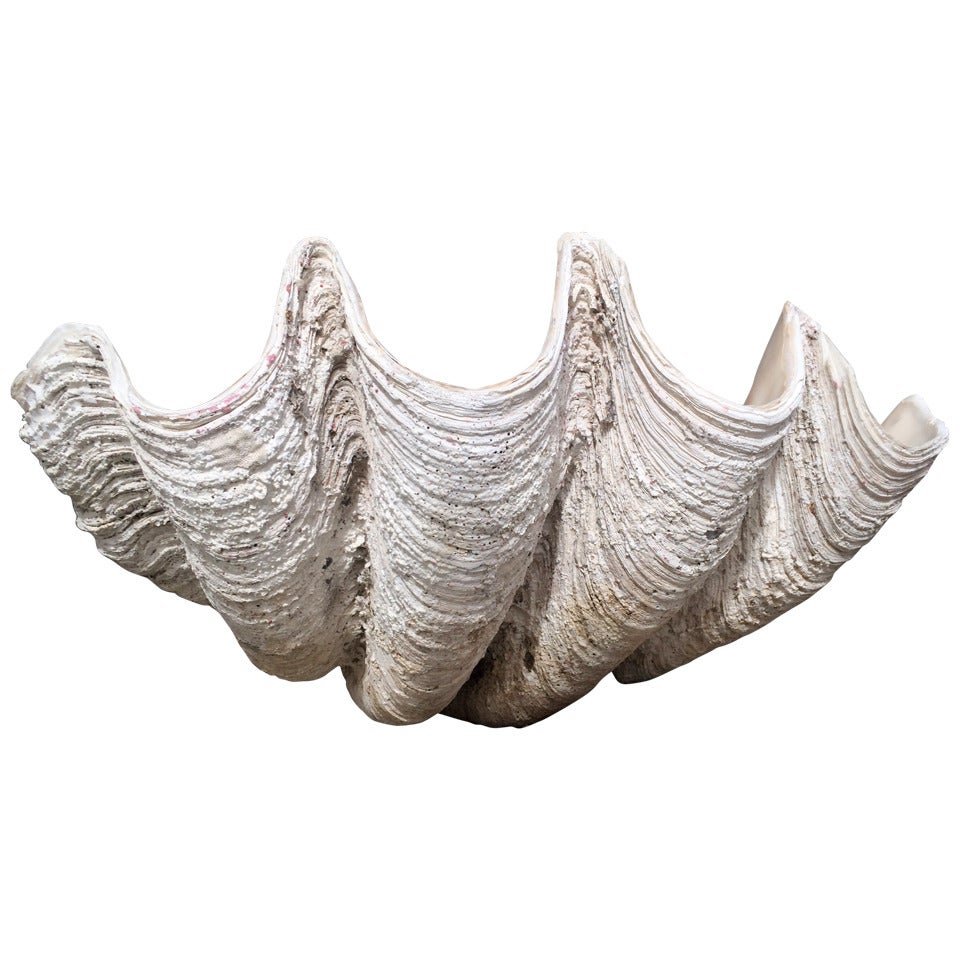 Massive Vintage Clam Shell For Sale