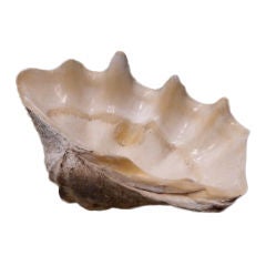 Giant Natural Clam Shell ~ Genuine Sea Fossil