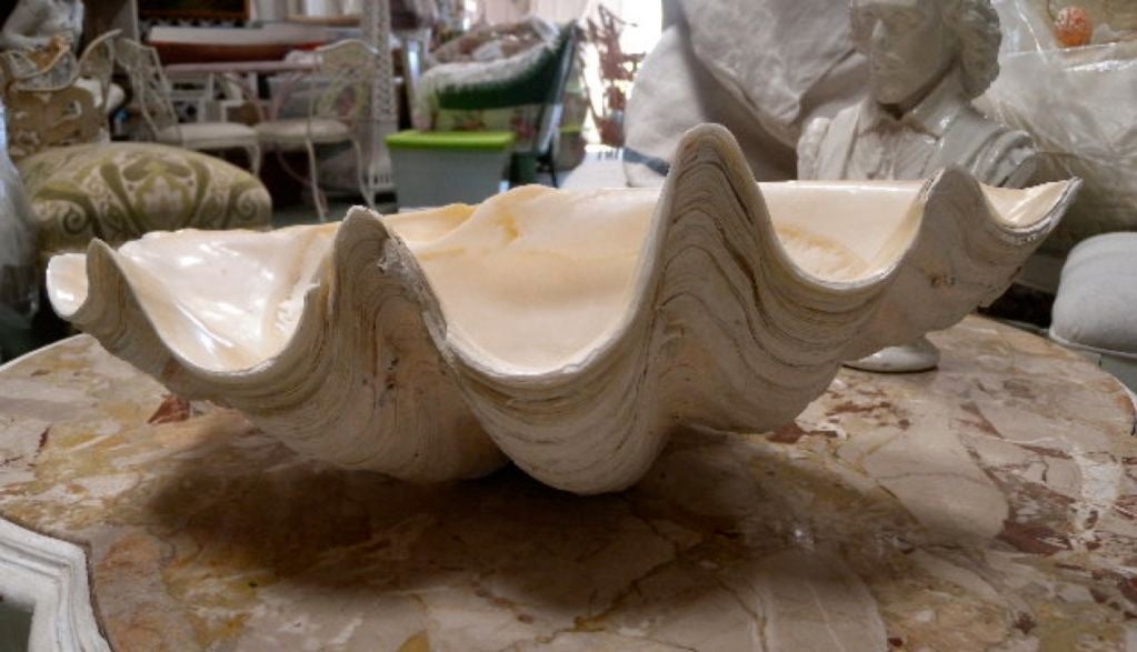 Giant Natural Clam Shell ~ Genuine Sea Fossil 1