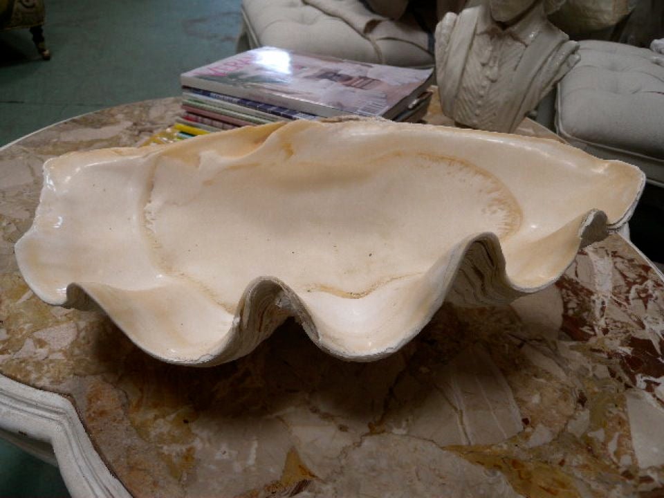 Giant Natural Clam Shell ~ Genuine Sea Fossil 2