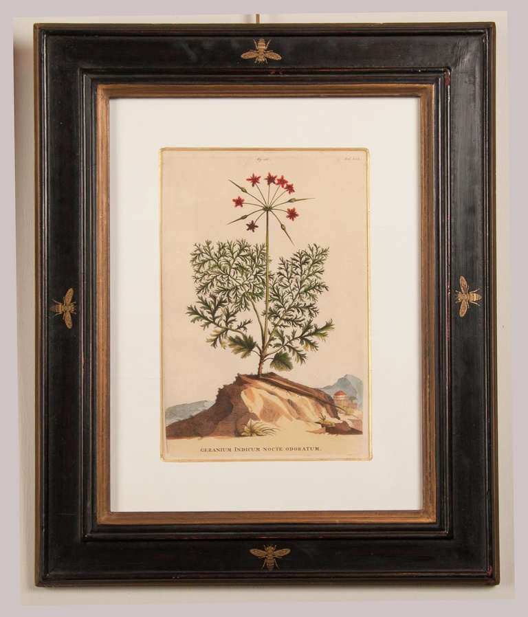 Pair of Abraham Munting Engravings For Sale at 1stdibs