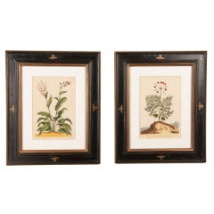 Pair of Abraham Munting Engravings Pair of Abraham Munting Engravings