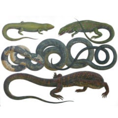 A Set of FOUR Engravings of Snakes, Reptiles and Birds