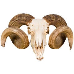 Interesting Scottish ram's skull.