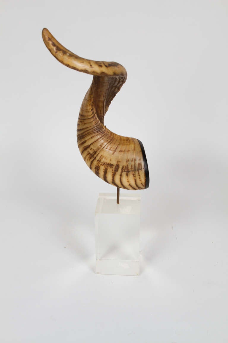 Pair of Decorative Horns at 1stdibs