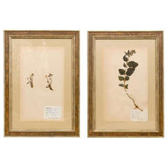 Vintage A Light Burl Framed Swedish Botanical