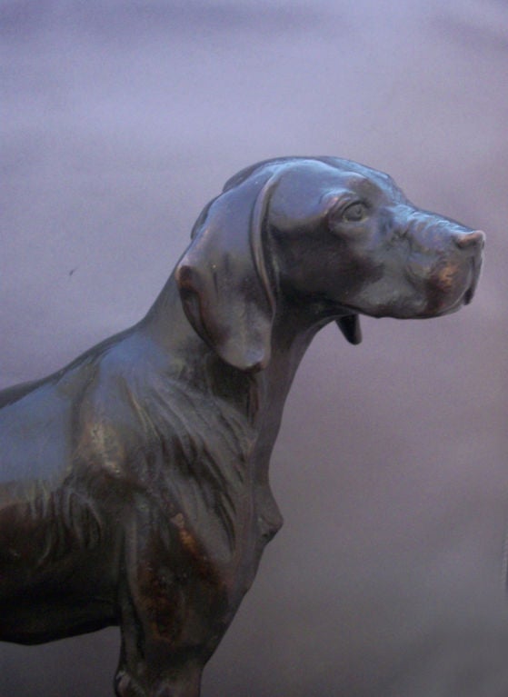 Exceptional bronze on marble statue of a German Short Haired Pointer by Albert Hinrich Hussman, with beautiful dark brown patina, attached to a marble plinth.  the bronze statue was cast at the famous 'Gladenbeck' foundry in Berlin. <br />
<br