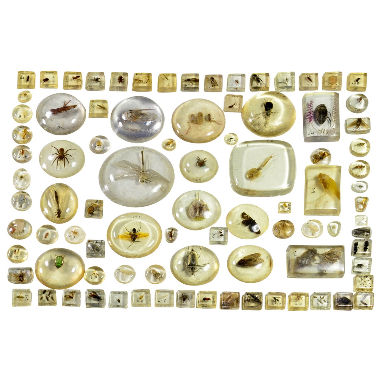 Large Collection of Resin Incased Insect Specimens