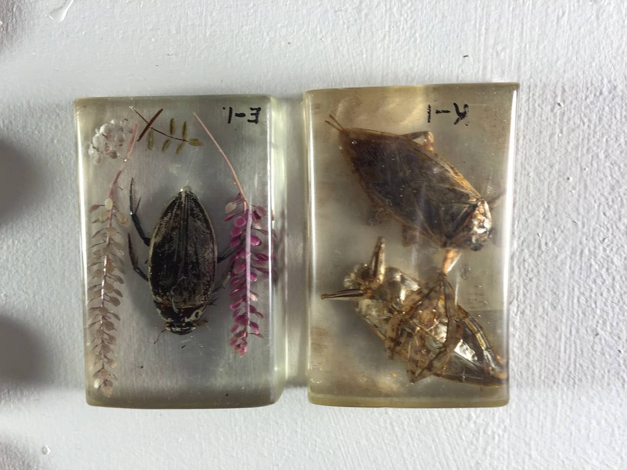 Large Collection of Resin Incased Insect Specimens 5