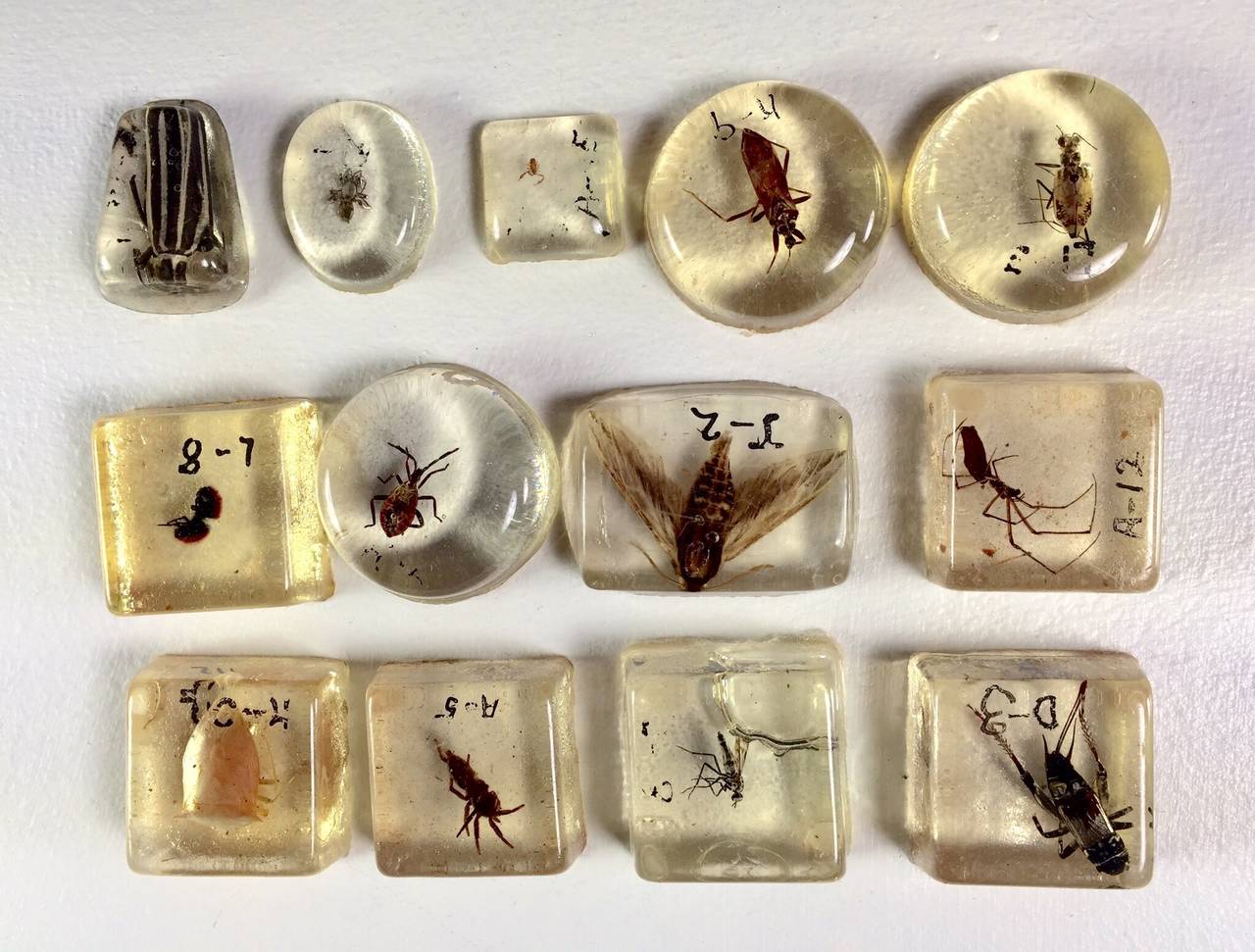 Large Collection of Resin Incased Insect Specimens In Good Condition In Oakland, CA