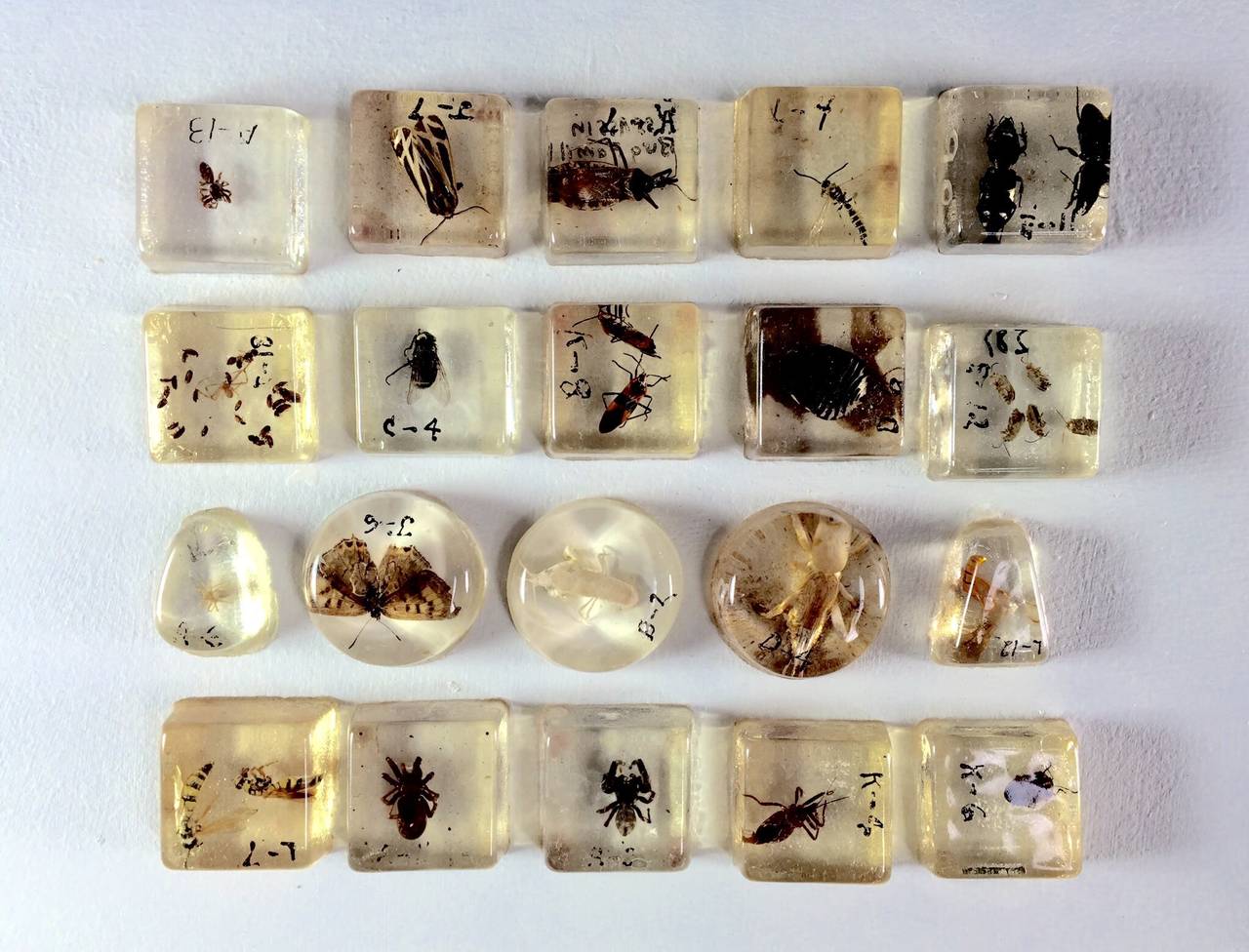 Early 20th Century Large Collection of Resin Incased Insect Specimens