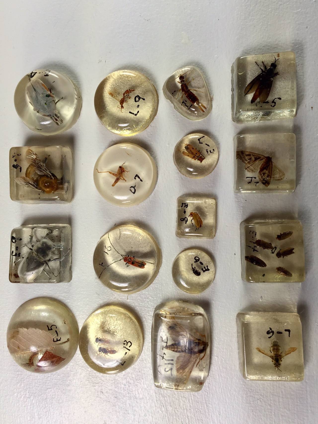 Large Collection of Resin Incased Insect Specimens 1