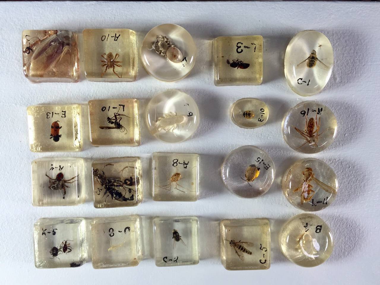 Large Collection of Resin Incased Insect Specimens at 1stdibs