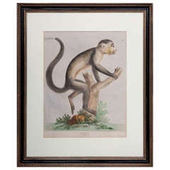 19th Century Soft Ground Etching of the Capuchin Monkey
