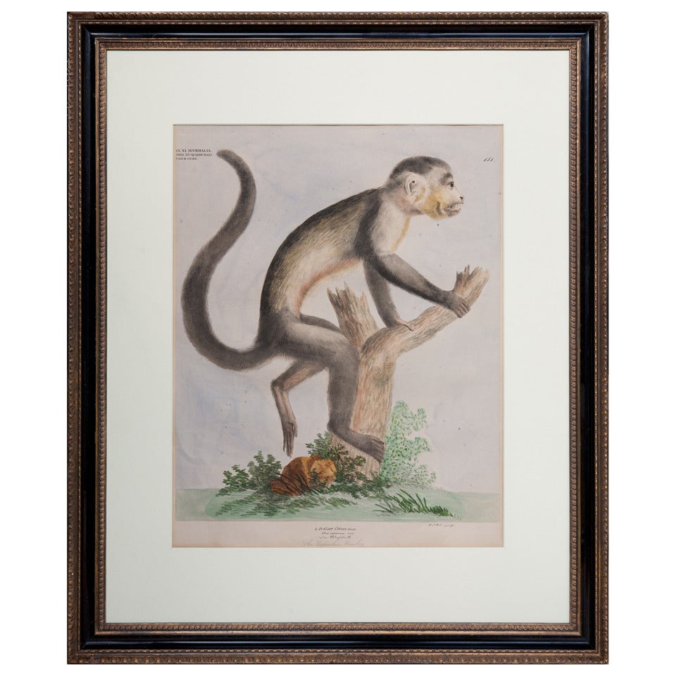 19th Century Soft Ground Etching of the Capuchin Monkey