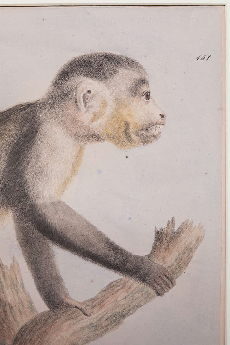 19th Century Soft Ground Etching of the Capuchin Monkey