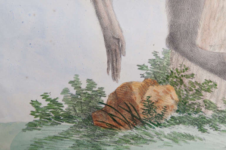 British 19th Century Soft Ground Etching of the Capuchin Monkey