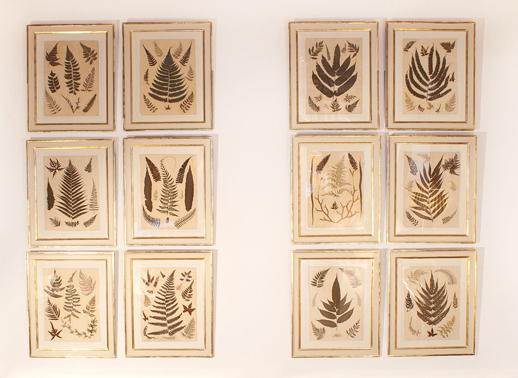 Set Of 12 Framed Pressed Jamaican Ferns 1880