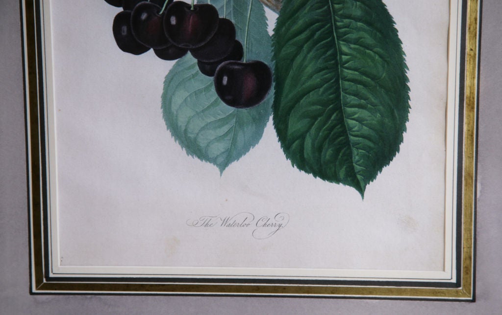 Regency Print Of 'the Waterloo Cherry', Horticultural Transactions