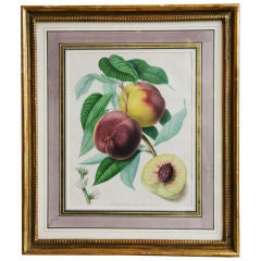 Print Of 'braddocks American Peach', Horticultural Transactions