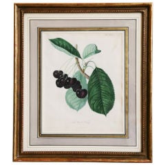 Used Print Of 'the Waterloo Cherry', Horticultural Transactions