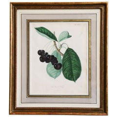 Print Of 'the Waterloo Cherry', Horticultural Transactions