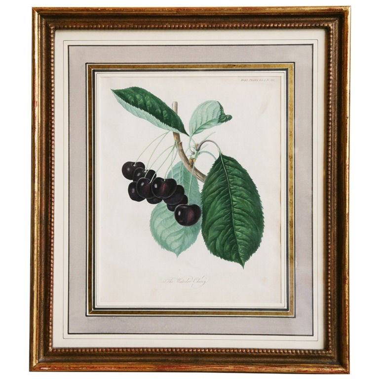 Print Of 'the Waterloo Cherry', Horticultural Transactions
