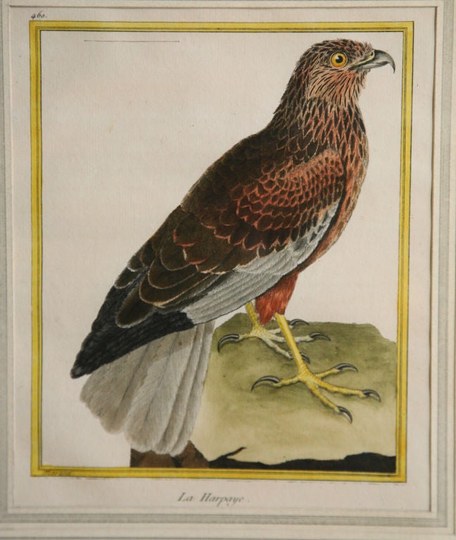 Copper plate engraving of a Harpy Hawk by Martinet, with good original colour. France late 18th century. Black painted & water gilt frame, wash line mount (matt). All framing materials are acid free.