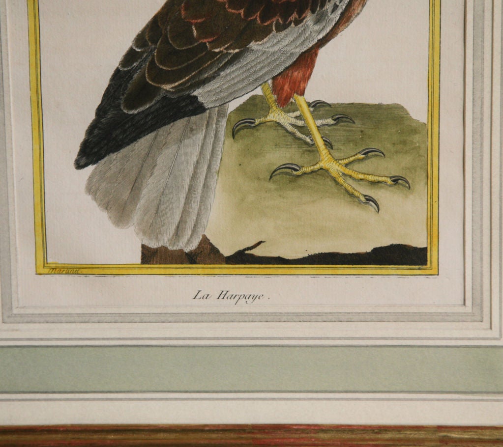 French Framed Martinet Bird Print Of A Harpy Eagle