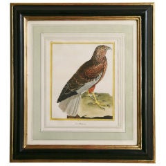 Framed Martinet Bird Print Of A Harpy Eagle