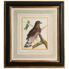 Framed Martinet Bird Print Of A Large-billed Hawk
