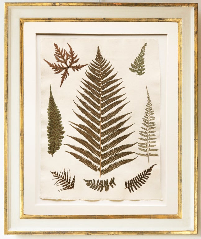 Set of six very fine qualiy pressed ferns, collected by the British soldier; Corporal W.H.Hurn of the 1st Battalion 4th King's Own Royal, whilst in Jamaica in 1880. With no botanical names or information these ferns have been put together purely for
