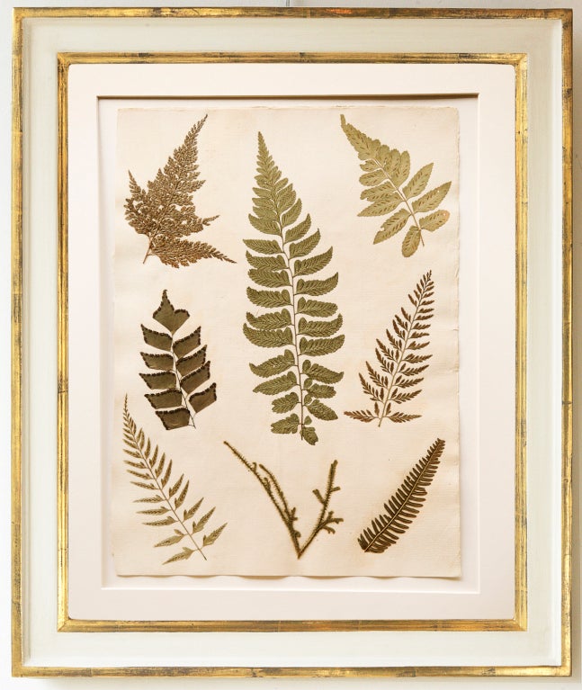 Set Of Six Framed Pressed Jamaican Ferns, C. 1880 In Good Condition In London, GB