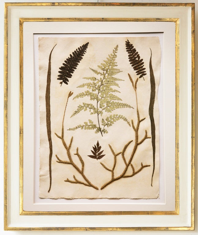 Wood Set Of Six Framed Pressed Jamaican Ferns, C. 1880