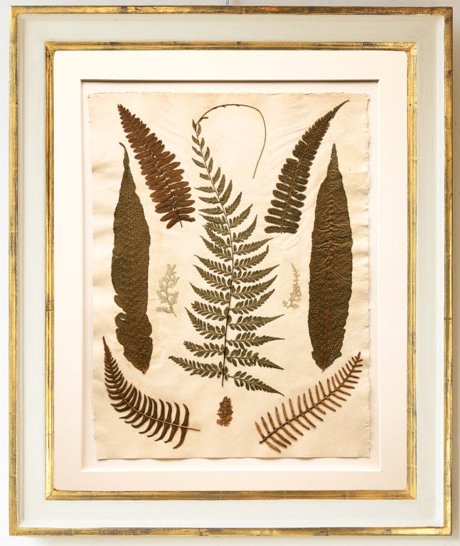 Set Of Six Framed Pressed Jamaican Ferns, C. 1880 1