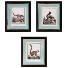 Set Of Three Framed Animal Prints By Buffon