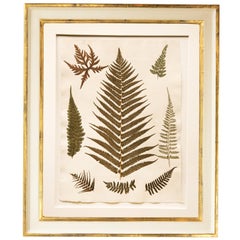 Set of Six Framed Pressed Jamaican Ferns, C.1880