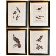 Antique Set Of Four Framed Bird Prints From Gray
s Indian Zoology