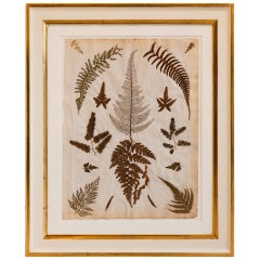 Set Of Twelve 19th Century Framed Pressed Ferns From Jamaica