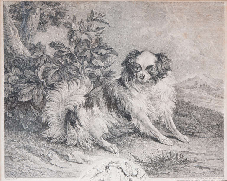 An 18th Century Pair Of Engravings Of Madame De Pompadour's dogs In Good Condition In London, GB