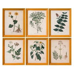 Set Of 16 Mid 19th Century Botanical Prints In Handmade Frames