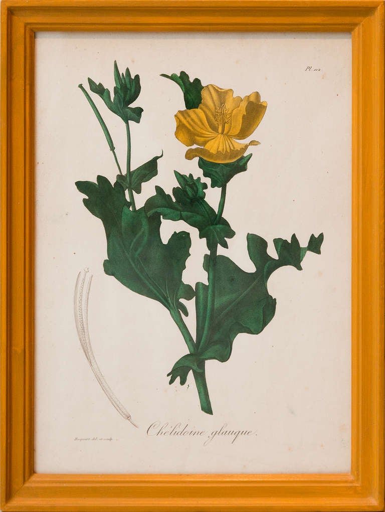 Set Of 16 Mid 19th Century Botanical Prints In Handmade Frames 4