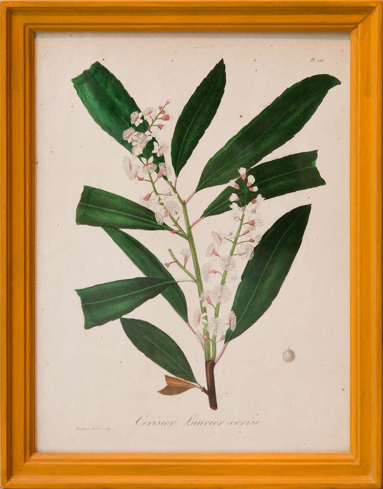 Set Of 16 Mid 19th Century Botanical Prints In Handmade Frames 2