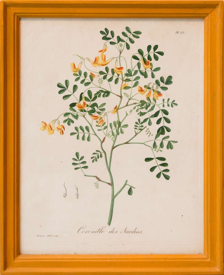 Set Of 16 Mid 19th Century Botanical Prints In Handmade Frames 3