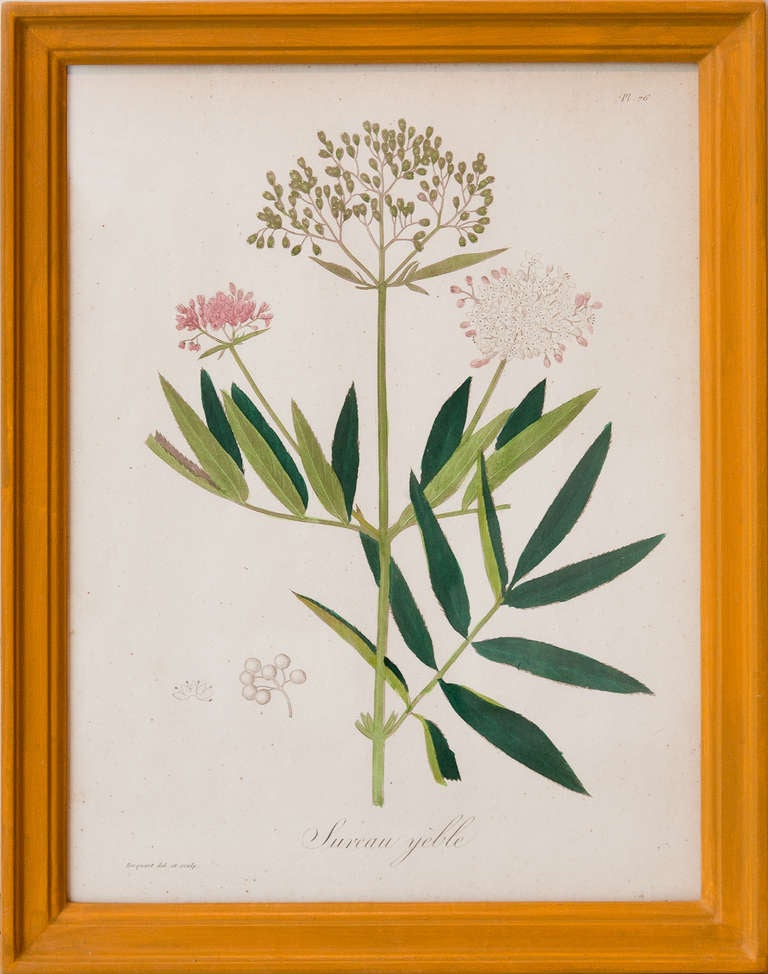 Set Of 16 Mid 19th Century Botanical Prints In Handmade Frames In Excellent Condition In London, GB