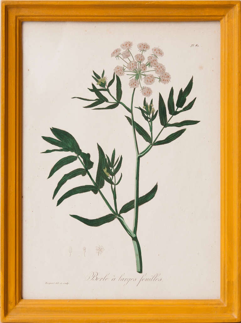 Set Of 16 Mid 19th Century Botanical Prints In Handmade Frames 1